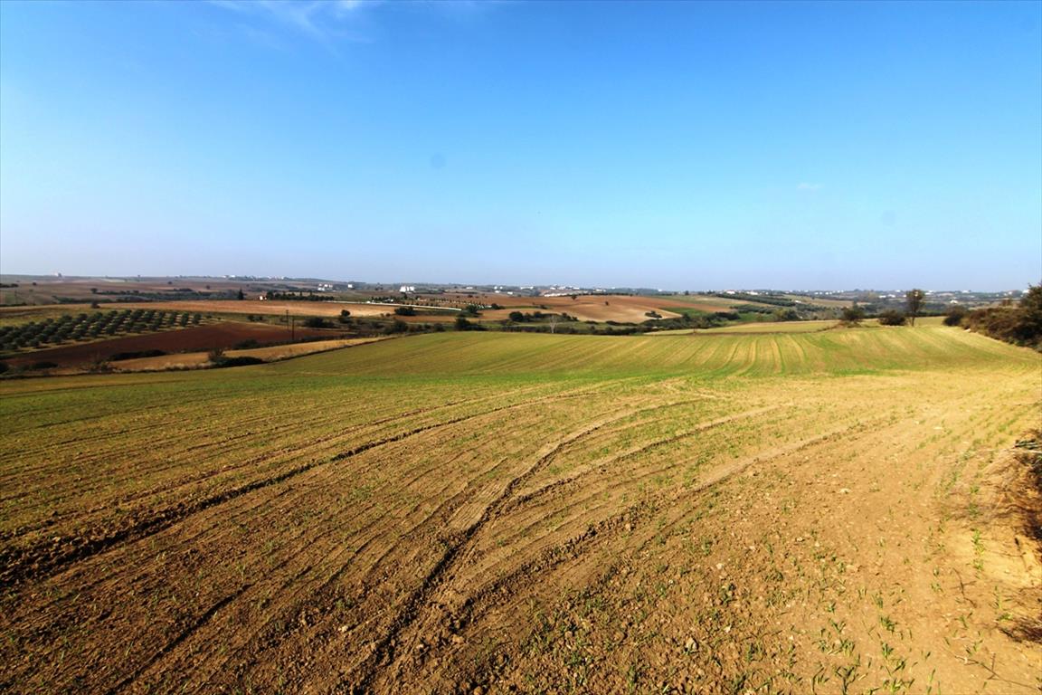 наусса греция виноградники. плантации винограда в греции. плодородные земли в греции. виноградники лаво в швейцарии. плодородные земли в греции.