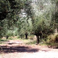 Земельный участок в Греции