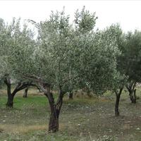 Земельный участок в Греции