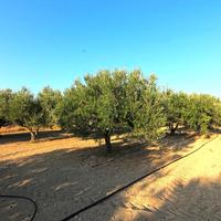 Land plot in Greece, 1800 sq.m.