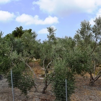 Земельный участок в Греции, 535 кв.м.