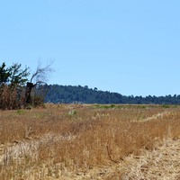 Land plot in Greece, 9800 sq.m.
