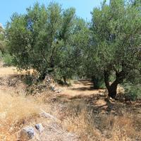 Land plot in Greece, 650 sq.m.