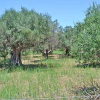 Land plot in Greece
