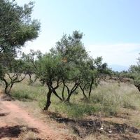 Land plot in Greece