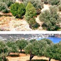 Land plot in Greece