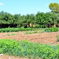 Земельный участок в Греции