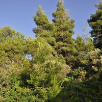 Земельный участок в Греции