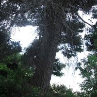 Земельный участок в Греции