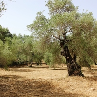 Земельный участок в Греции