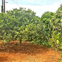 Земельный участок в Греции