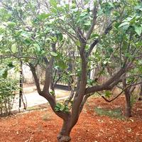 Земельный участок в Греции