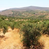 Land plot in Greece, 760 sq.m.