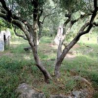 Other in Greece, 80 sq.m.