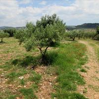 Land plot in Greece, 5338 sq.m.