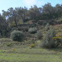 Земельный участок в Греции, 2000 кв.м.