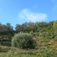 Земельный участок в Греции, 2000 кв.м.