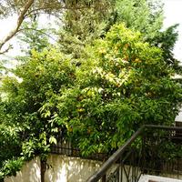 Townhouse in Greece, 180 sq.m.