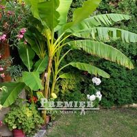 Квартира в Болгарии, Свети-Влас, 62 кв.м.