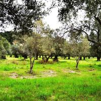 Земельный участок в Греции