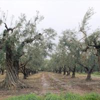 Land plot in Greece, 5538 sq.m.