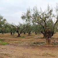 Land plot in Greece, 1378 sq.m.