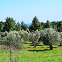 Land plot in Greece