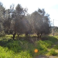 Land plot in Greece