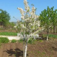 House in Bulgaria, Burgas Province, 84 sq.m.