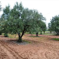 Земельный участок в Греции