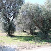 Land plot in Greece