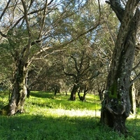 Land plot in Greece, 4800 sq.m.