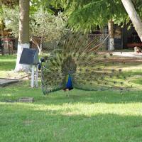 Villa in Greece, 285 sq.m.