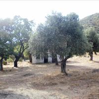 Land plot in Greece, 250000 sq.m.