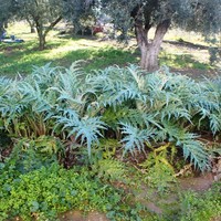 Земельный участок в Греции, 200 кв.м.