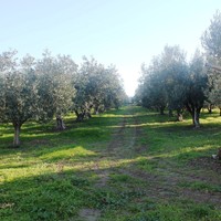 Земельный участок в Греции, 200 кв.м.