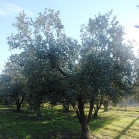 Земельный участок в Греции, 200 кв.м.