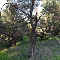 Земельный участок в Греции