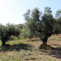 Земельный участок в Греции, 2500 кв.м.