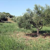 Земельный участок в Греции, 2500 кв.м.