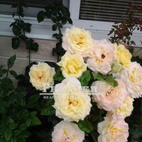 Квартира в Болгарии, Равда, 52 кв.м.