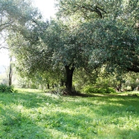 Другое в Греции, 1000 кв.м.