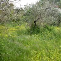 Земельный участок в Греции