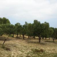 Земельный участок в Греции