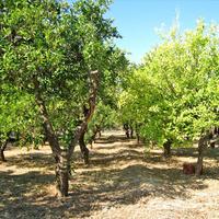 Земельный участок в Греции