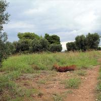 Land plot in Greece