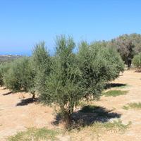 Земельный участок в Греции