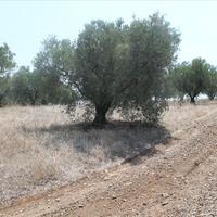 Земельный участок в Греции