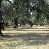 Земельный участок в Греции