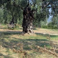 Земельный участок в Греции